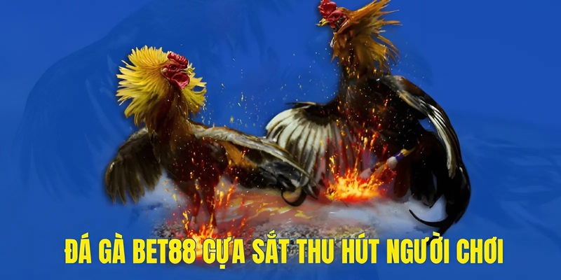 3 cửa cược đặc trưng trong đá gà BET88