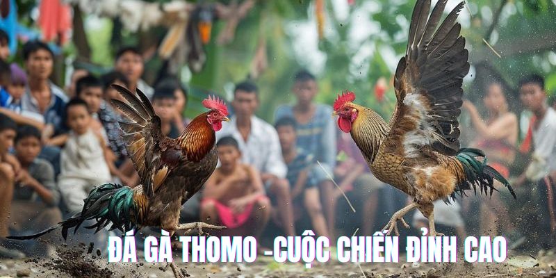 đá gà thomo