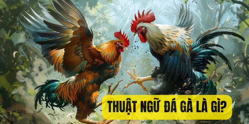 Tổng quan thuật ngữ đá gà là gì?