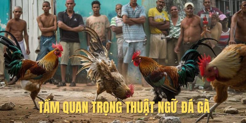 Tầm quan trọng các thuật ngữ trong đá gà 