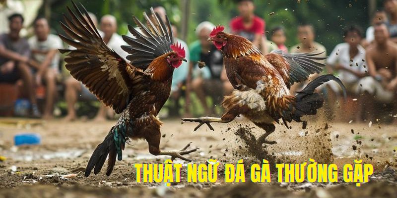 Tổng hợp các thuật ngữ đá gà cơ bản nhất 