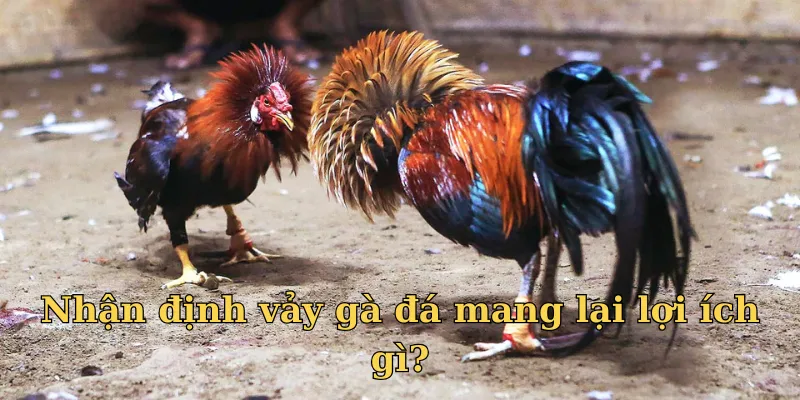 Dùng vảy đá gà để nhận diện chiến kê tiềm năng
